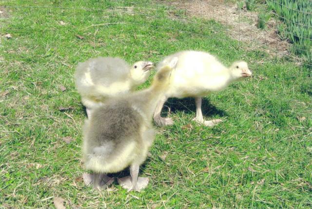 19822_outside_geese1.jpg