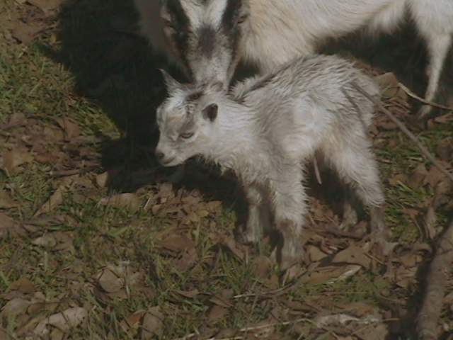 19838_tiny_and_tinkers_babies_002.jpg