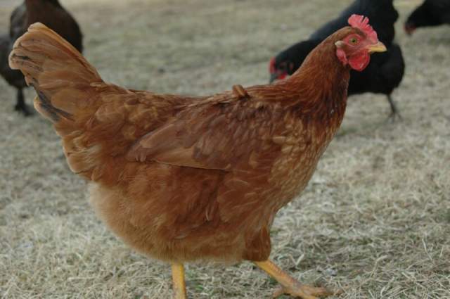 19845_mystery-breed4.jpg