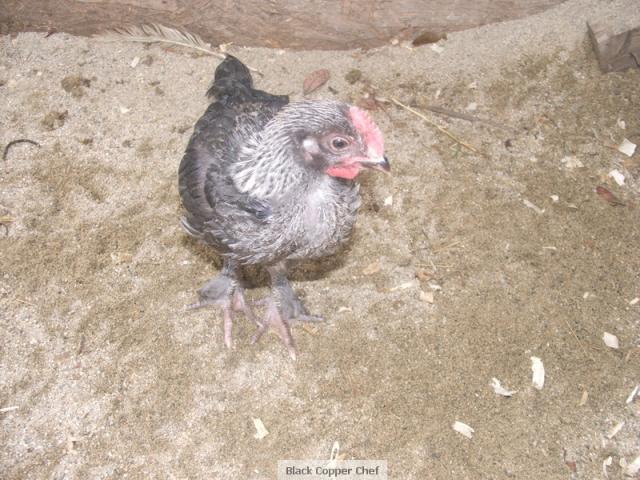 19853_birchen_chick_4.jpg