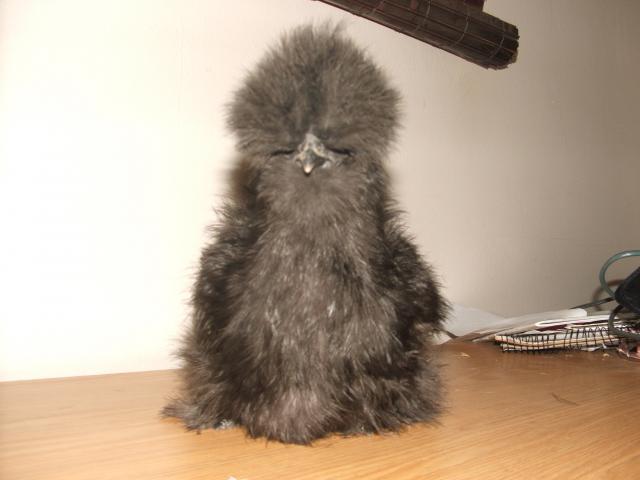 19853_black_silkie_hen_front.jpg