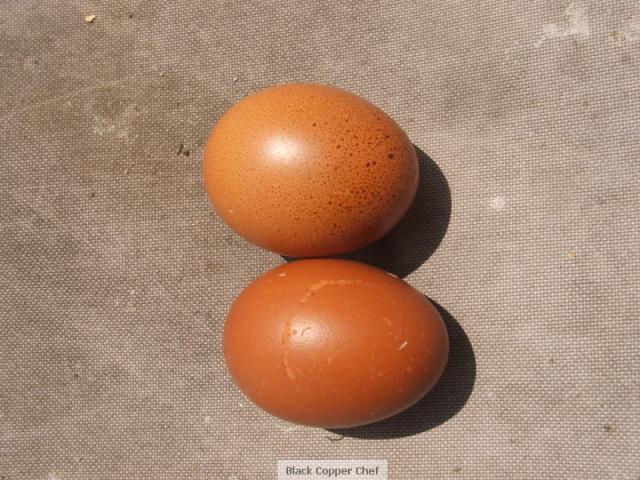 19853_blue_copper_and_splash_eggs.jpg
