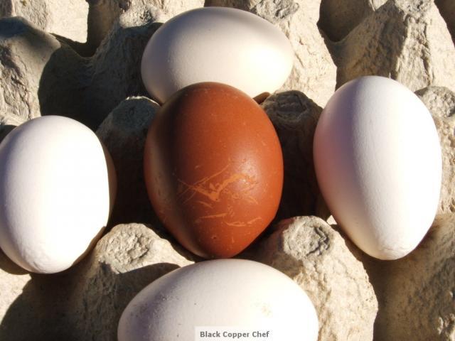19853_g2_splash_egg.jpg