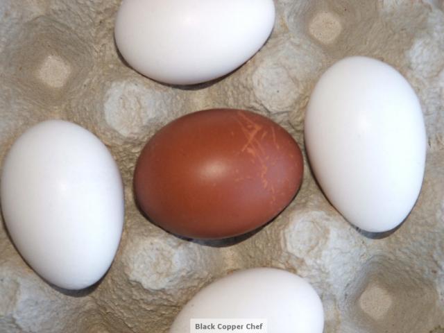 19853_gen_2_splash_egg_flash.jpg