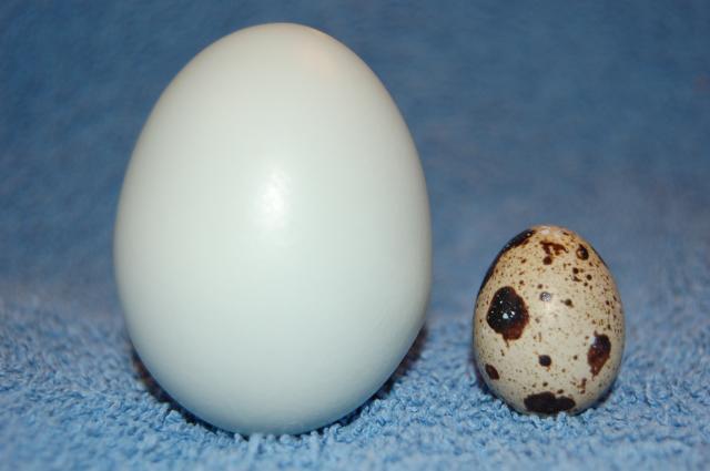 19857_1st_quail_egg_1.jpg