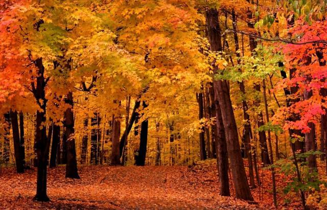 19857_fall-foliage_milwaukee.jpg