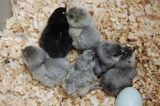 19857_may_chicks_10.jpg