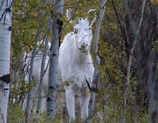 19857_moosewhite.jpg
