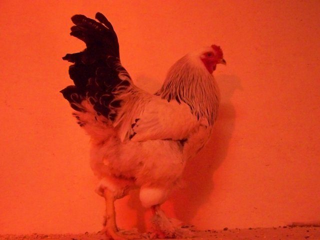 19889_chickens_039.jpg