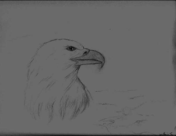 19889_eagle.jpeg