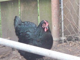 19911_picture_008.jpg