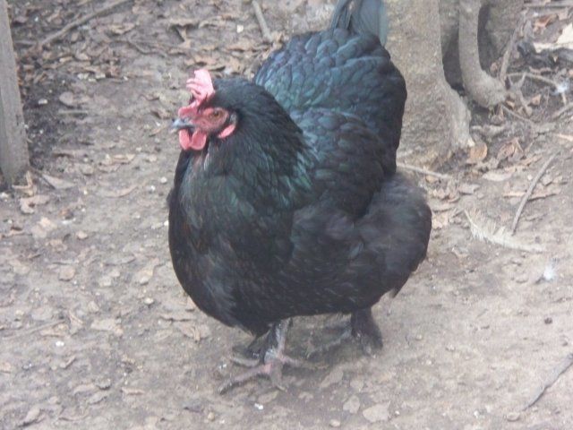 19911_picture_010.jpg