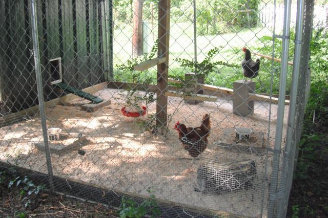 Is raising chickens in the backyard a good idea?