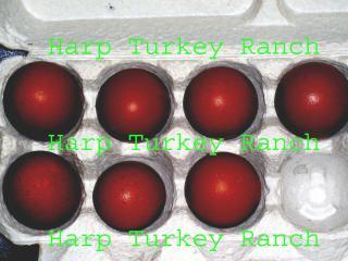 19949_bcm_eggs.jpg