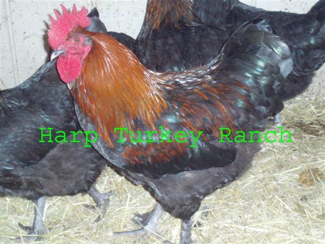19949_bcm_rooster_small.jpg