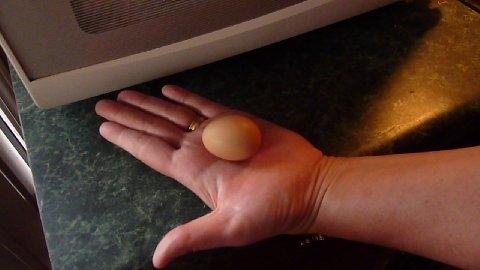 19961_egg.jpg