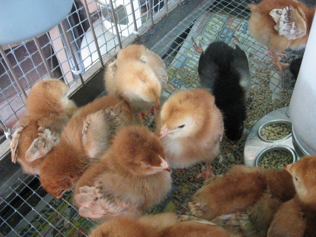 1996_20_baby_chicks_002.jpg