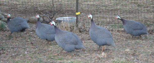 1996_guineas.jpg