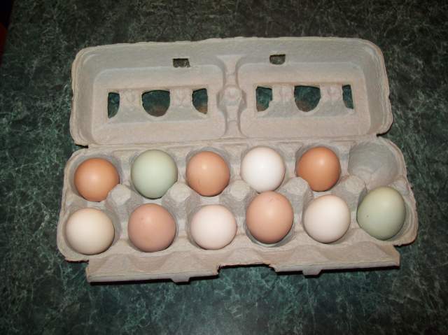 19976_eggs.jpg