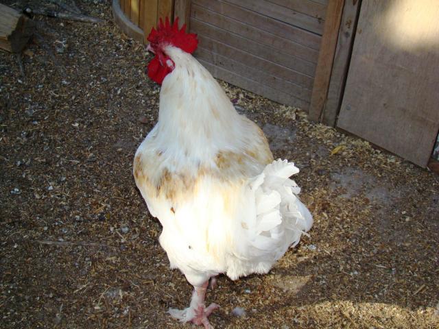 19992_birds_072.jpg