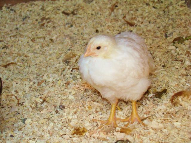 19992_meat_bird_project_june_002.jpg