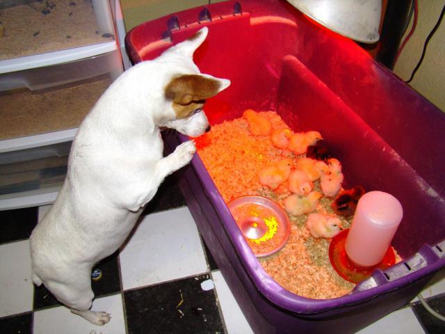 19992_piper_n_chicks_003.jpg