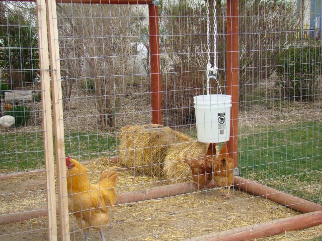 19992_piper_n_chicks_012.jpg
