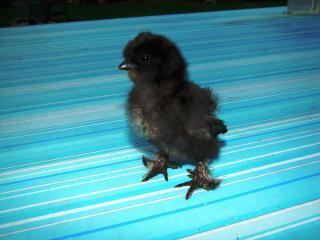 19992_silkie_babies009.jpg