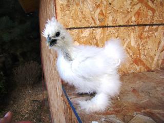 19992_silkie_babies042.jpg