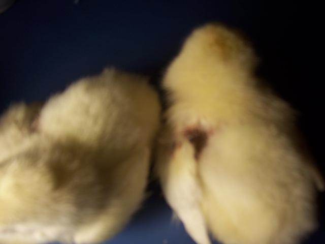 20013_chicks_015.jpg