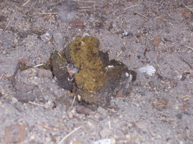 20013_gross_005.jpg