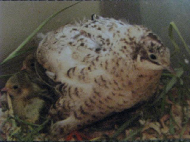 20051_mama_babies.jpg