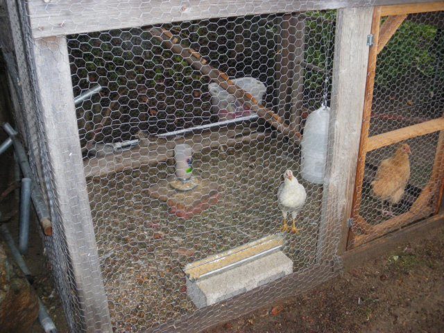 20054_imgp0009.jpg