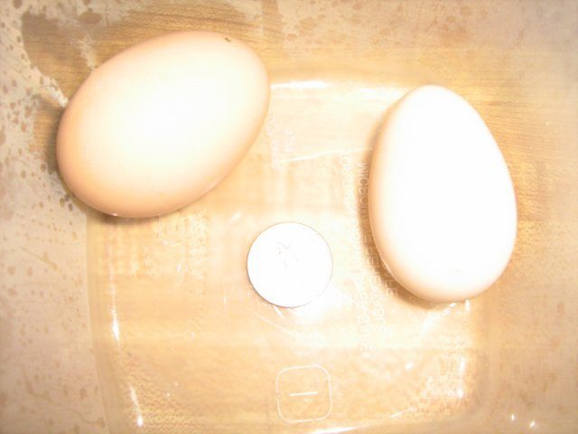 20063_first_eggs1.jpg
