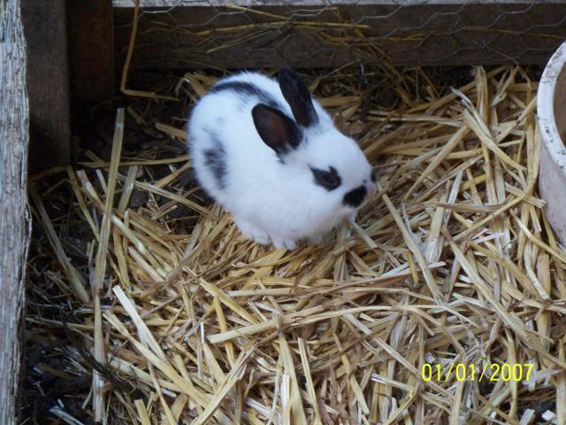 20087_rabbits_009.jpg