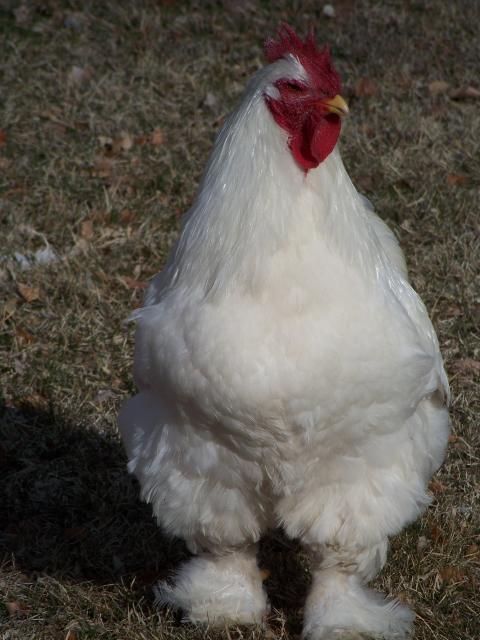 20119_chchchchc.jpg