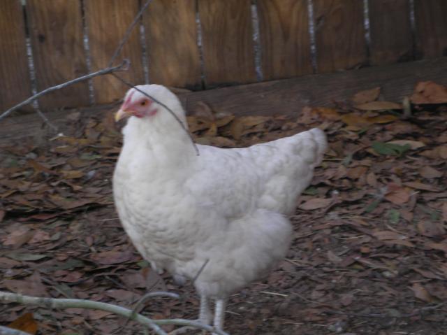 20124_chickens_2010_001.jpg