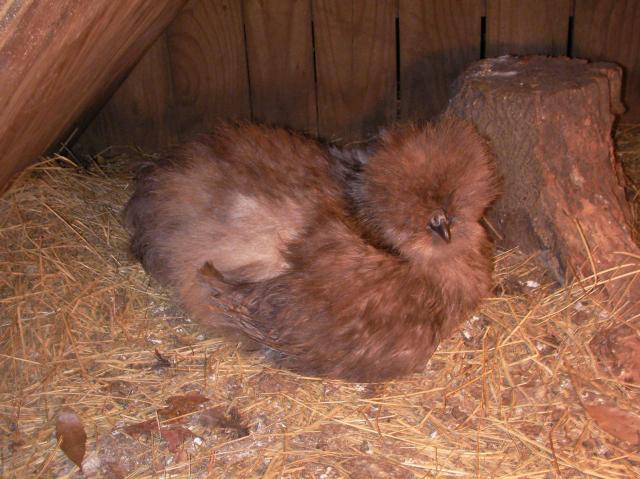 20124_chickens_2010_002.jpg