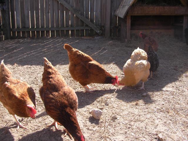 20124_chickens_2010_004.jpg