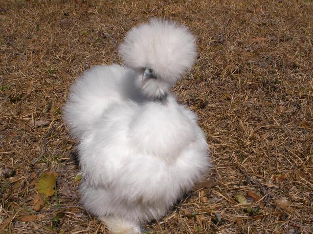 20124_chickens_2010_011.jpg