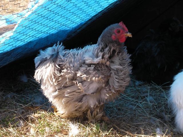 20124_chickens_2010_012.jpg