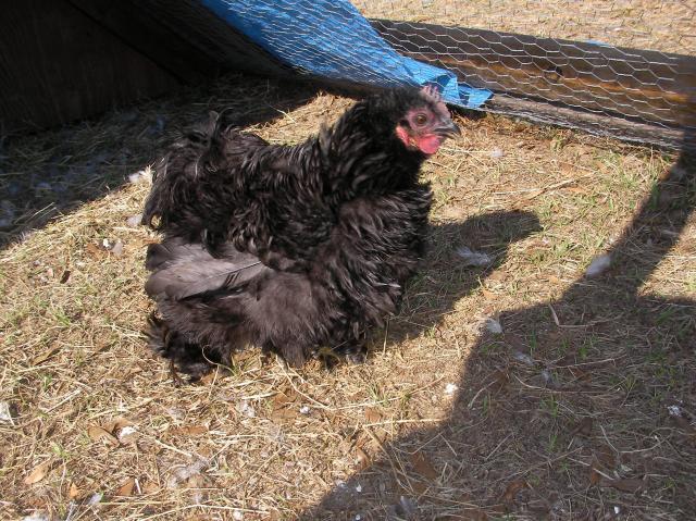 20124_chickens_2010_013.jpg