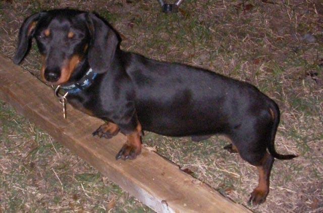 20124_sparky.jpg