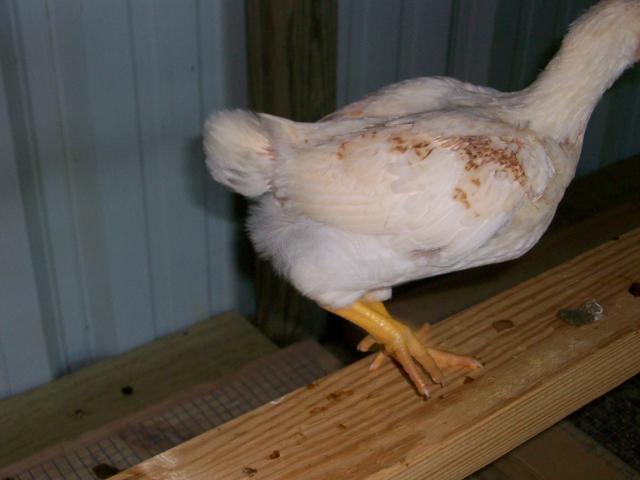20129_100_5483.jpg