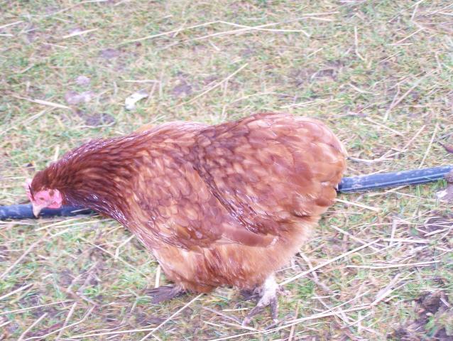 20164_100_4968.jpg