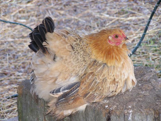 20164_100_5125.jpg