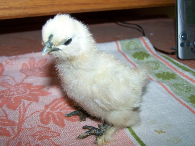 20164_4-20-11_chickens_002.jpg