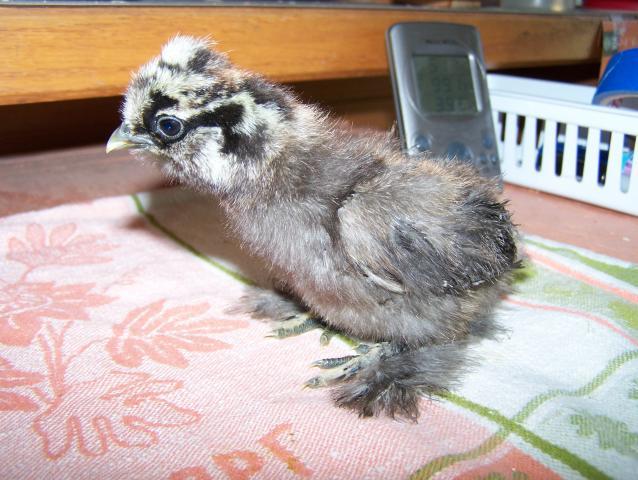 20164_4-20-11_chickens_003.jpg