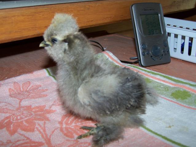 20164_4-20-11_chickens_004.jpg