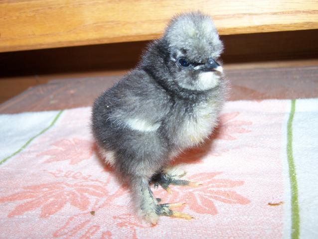 20164_4-20-11_chickens_005.jpg